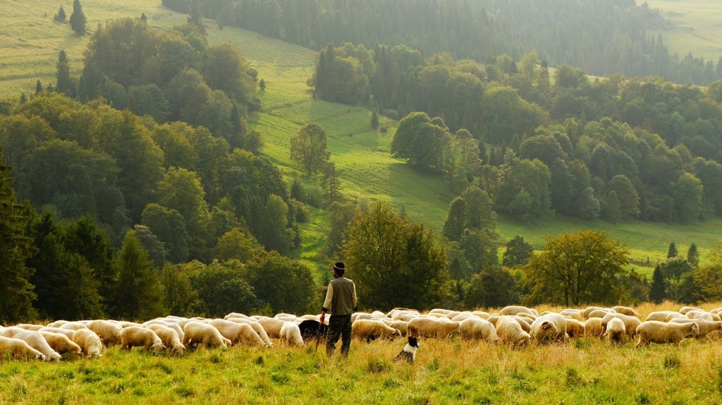 The Voice of the&nbsp;Shepherd