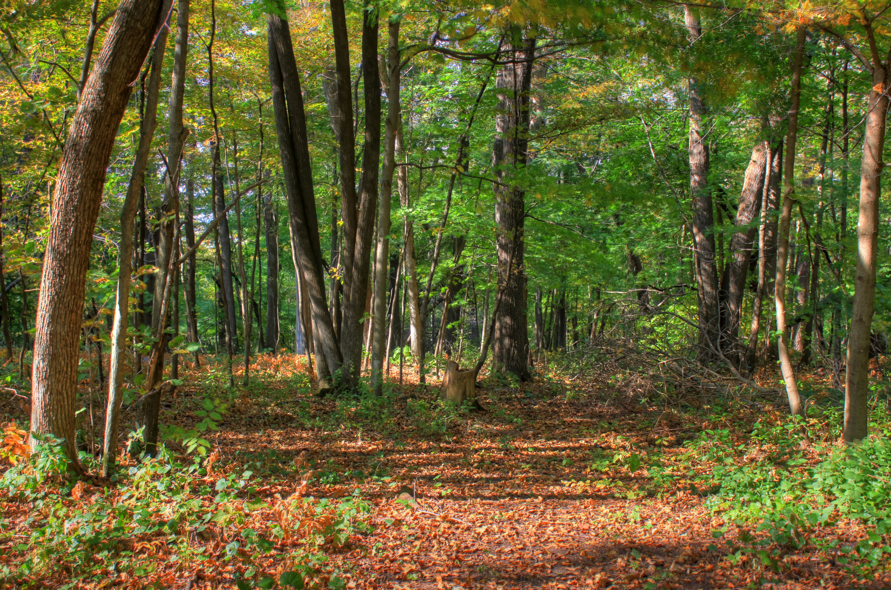wisconsin-belmont-mound-state-park-fork-in-the-trail