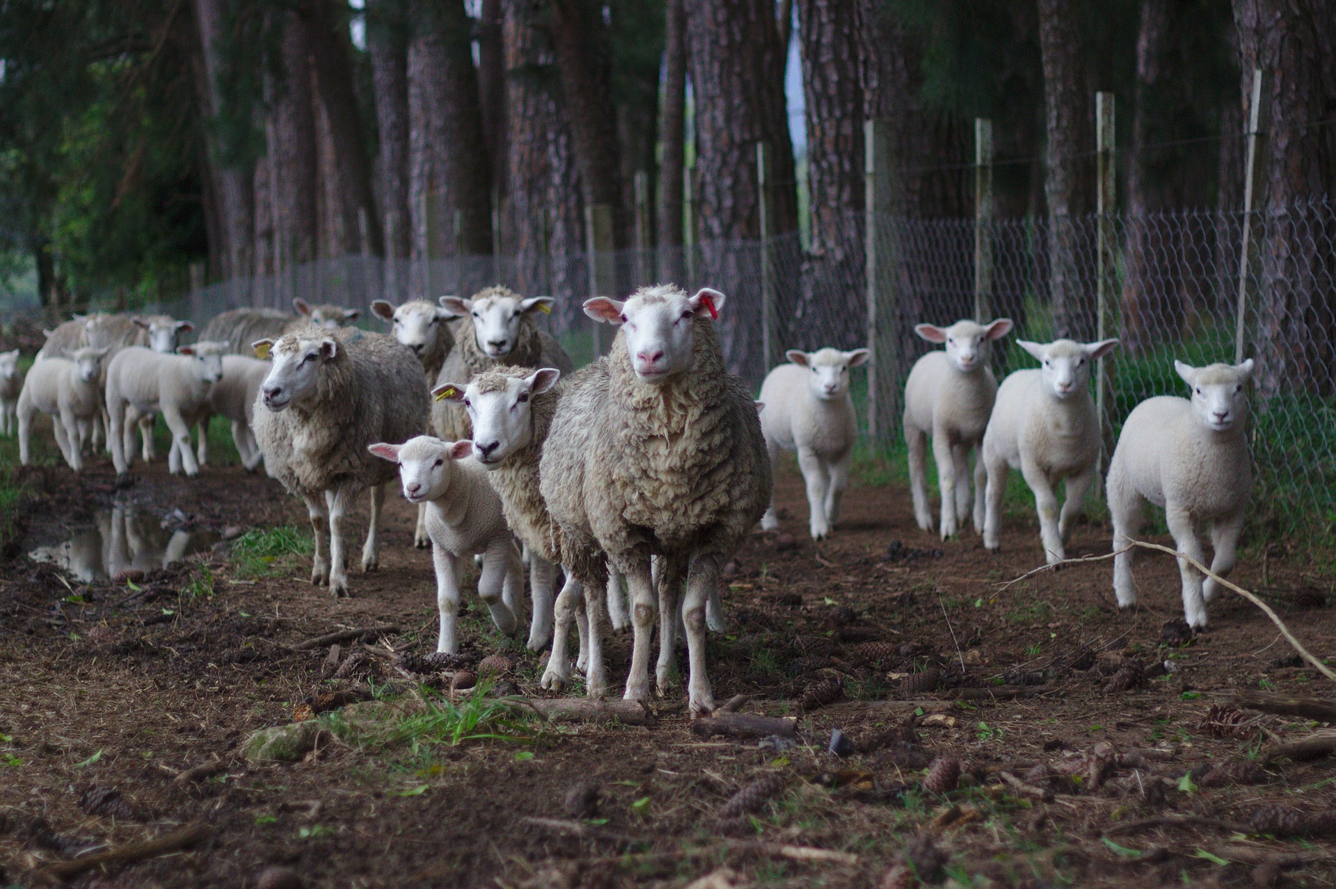 sheep-1246204_1920