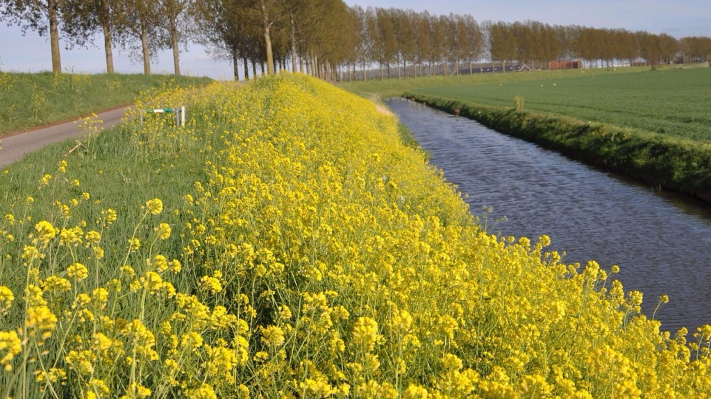 Mustard and Poison Ivy