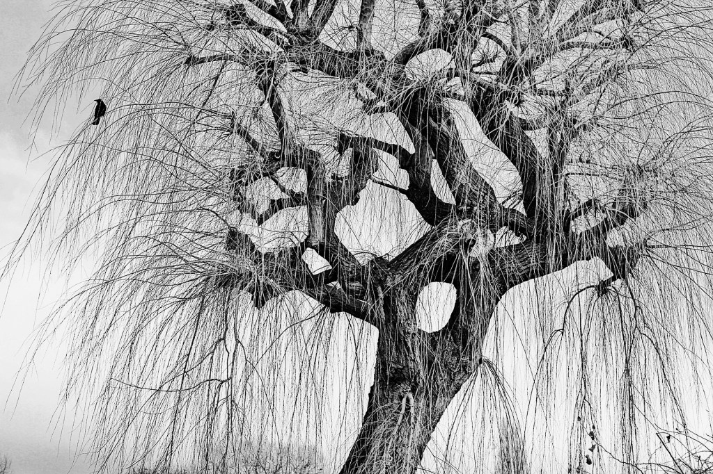 “The Lepers in Your Head” / Chapter Five: The&nbsp;Crow