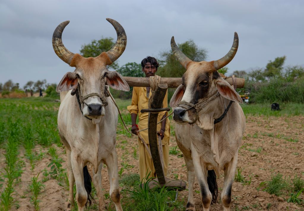 Freedom in the Yoke&nbsp;(Sermon)