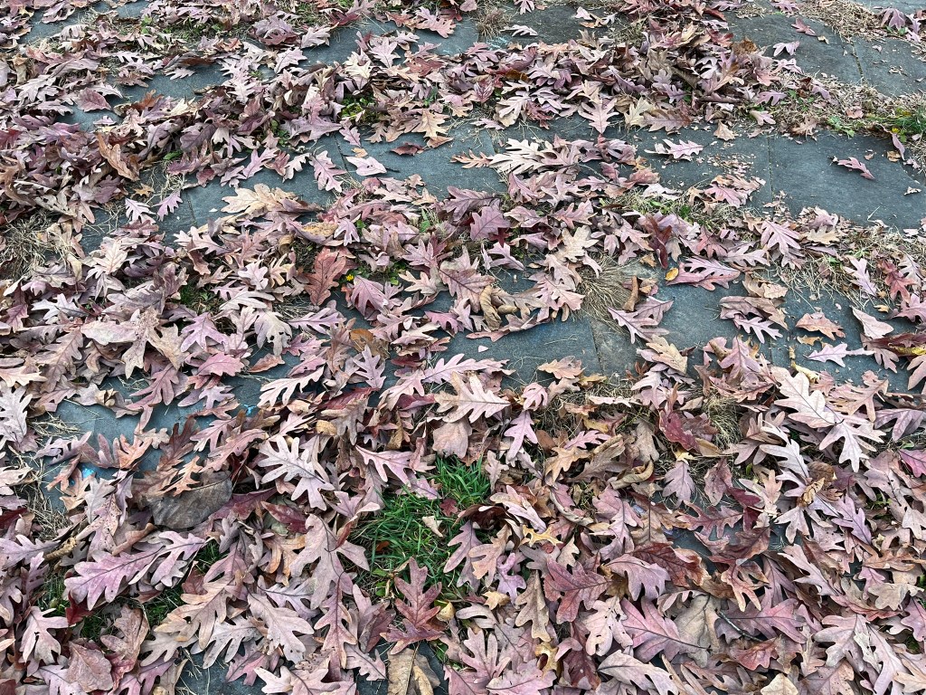 Labyrinth #87: Drew University, Madison,&nbsp;NJ